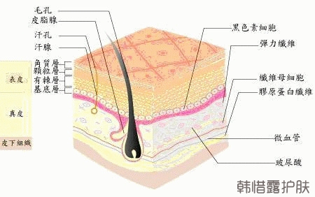 祛痘護(hù)膚小知識之：如何判斷自己的膚質(zhì)?